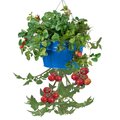 Next2Nature Enameled Galvanized Hanging Strawberry, Floral Planter - Blue NE2588653